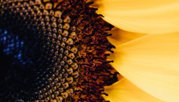 pexels-karolina-grabowska-4622893(1) sunflower
